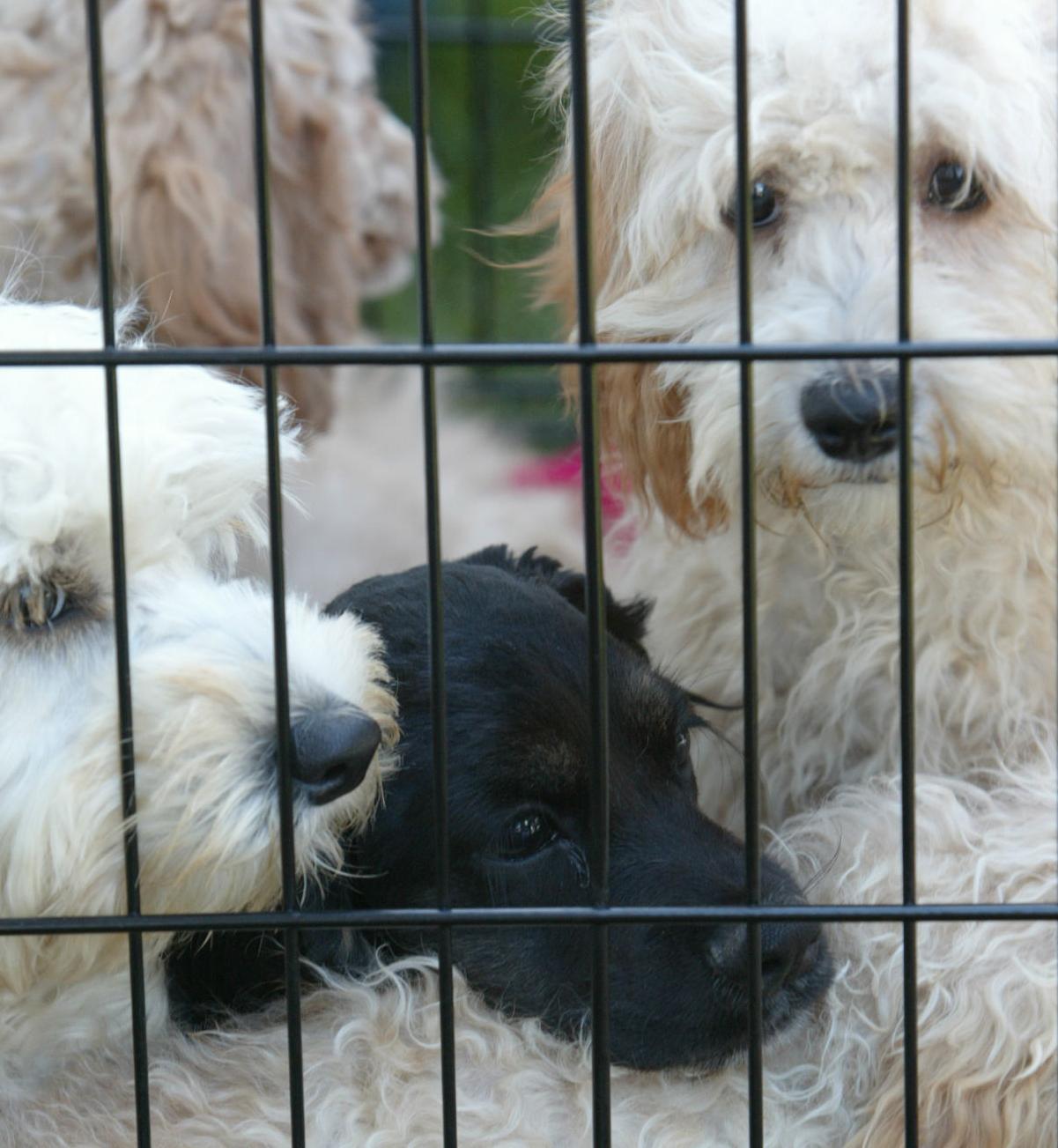 puppy mill